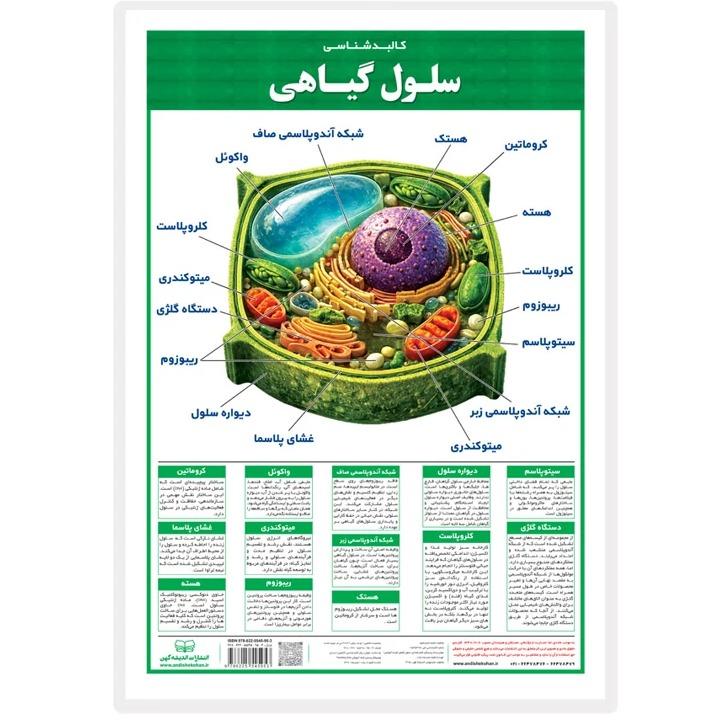 پوستر کالبدشناسی سلول گیاهی