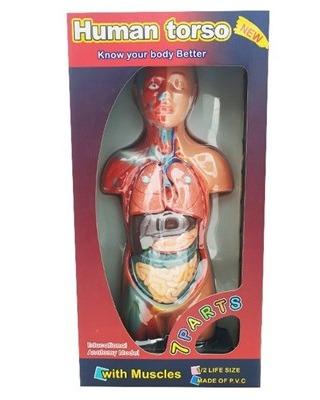 مولاژ نیم‌تنه 1/2 بدن انسان با نمایش ماهیچه‌ها 50cm