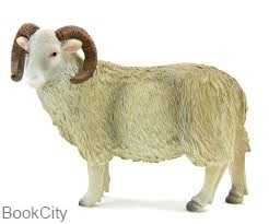 Sheep Ram 387097