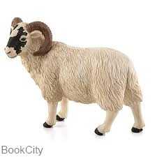 Black Faced Ram 387081