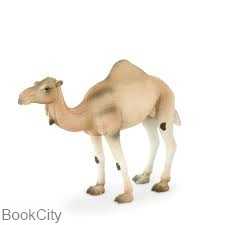 Arabian Camel 387113