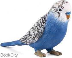 Budgerigar 387292