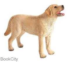 Labrador 387271