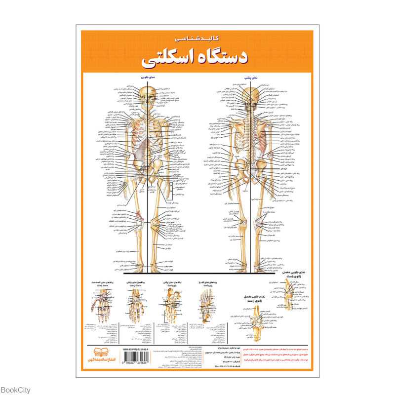 پوستر کالبدشناسی اسکلتی اندیشه کهن