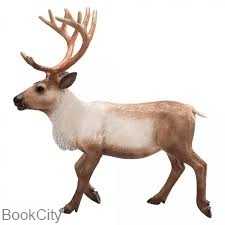 Reindeer 387186