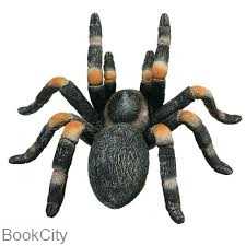 Red Kneed Tarantula 387213