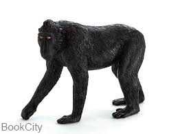Black Crested Macaque 387182