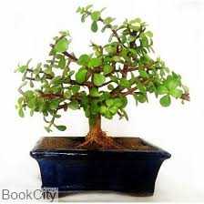 گلدان درخت مینیاتوری I مهربن