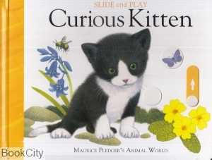 Curious Kitten