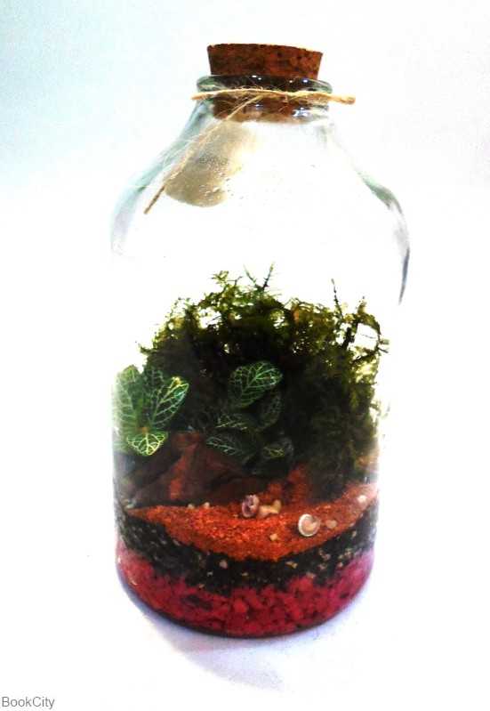 فیتونیا استوانه 12 ایران تراریوم - 0