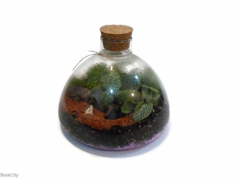 فیتونیا مهتاب کوچک 10 ایران تراریوم - 0