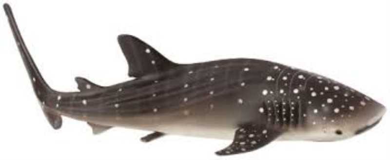 Whale Shark 387278