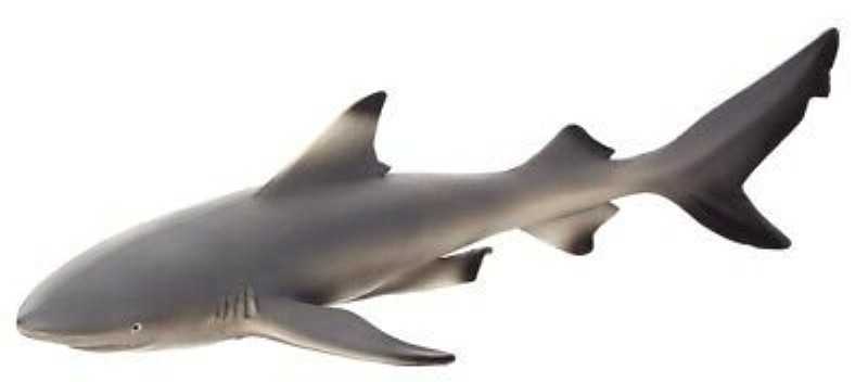Black tip Reef Shark 387357