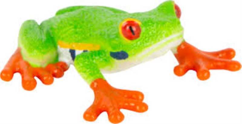 Red Eyed Tree Frog 387299