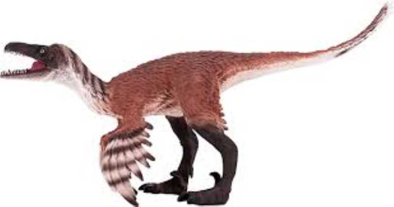 Troodon with Articulated Jaw 387389
