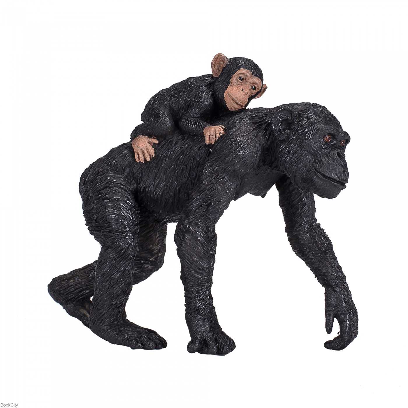 Chimpanzee and Baby 387264