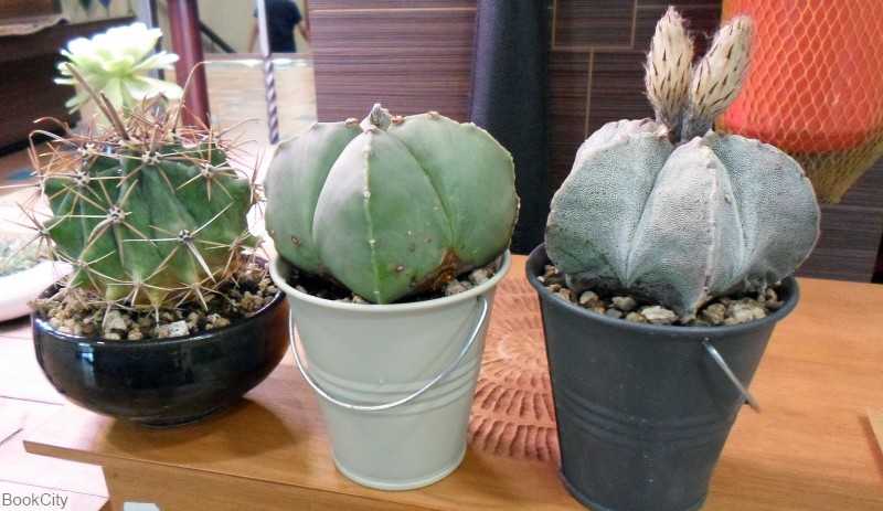 باغ دیس سری G2 مهربن