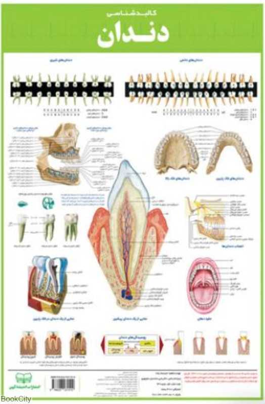پوستر کالبدشناسی دندان 50×35 اندیشه کهن - 0