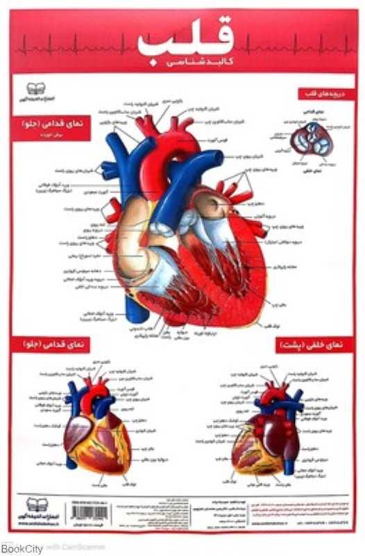 پوستر کالبدشناسی قلب 50×35 اندیشه کهن