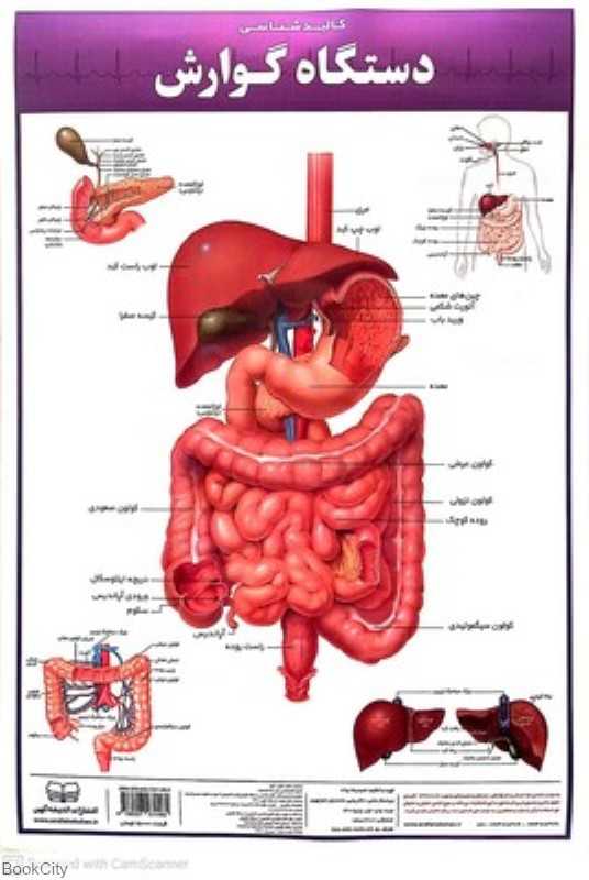 پوستر کالبدشناسی دستگاه گوارش 50×35 اندیشه کهن