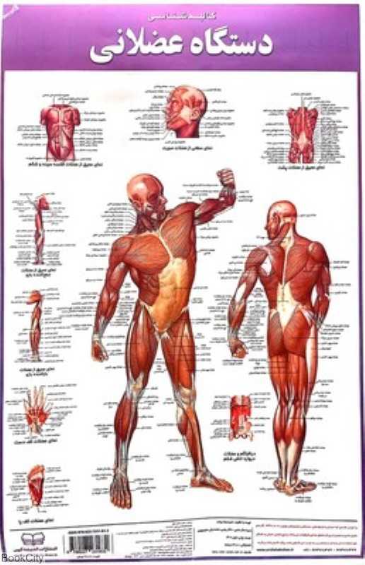 پوستر کالبدشناسی دستگاه عضلانی - 0