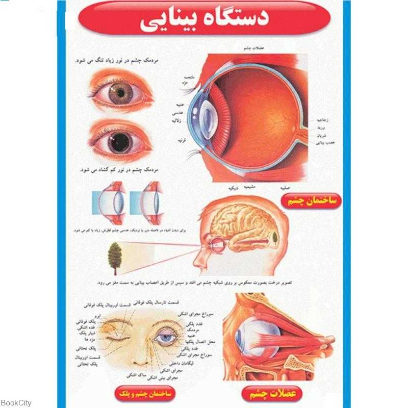 پوستر کالبدشناسی دستگاه بینایی - 0