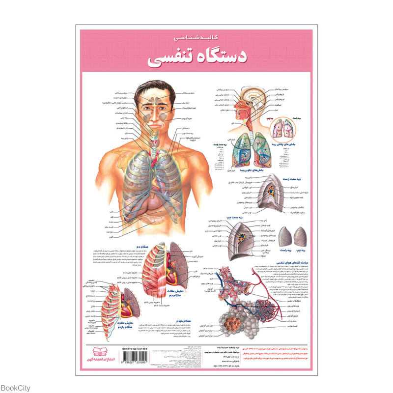 پوستر کالبدشناسی دستگاه تنفسی