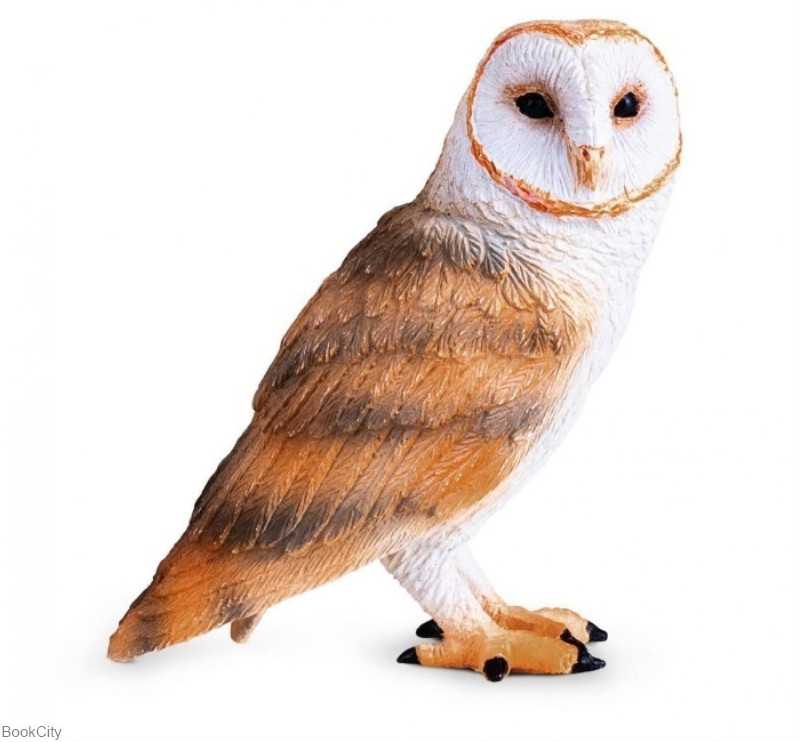 Barn Owl 381054
