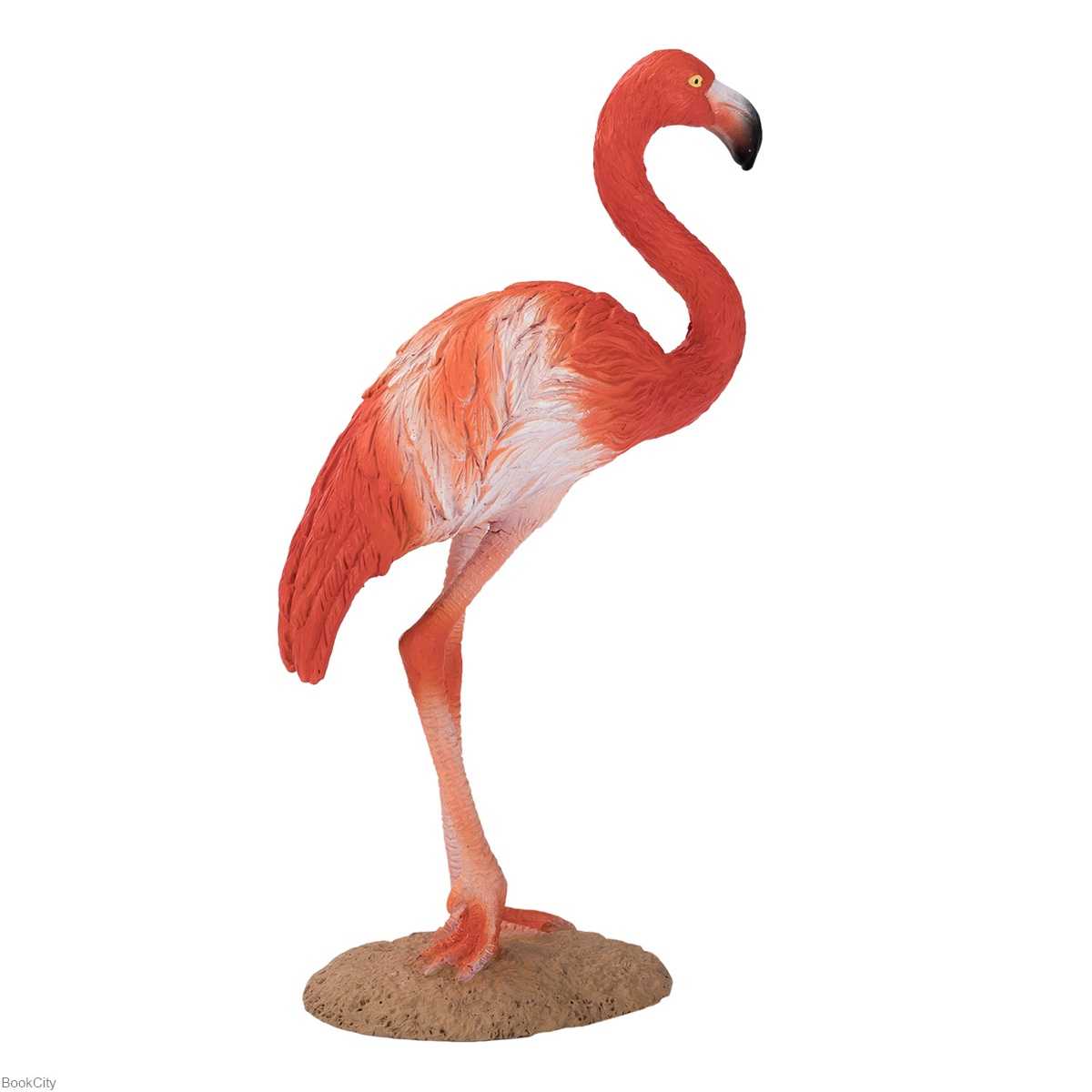 American Flamingo 387134