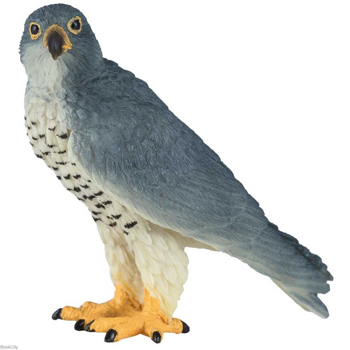 Peregrine Falcon 381056