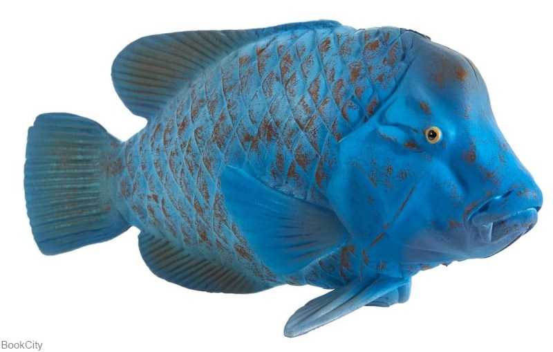 Blue Groper 387356