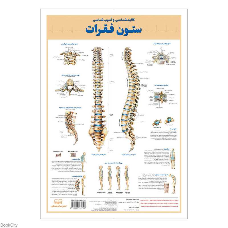 پوستر کالبدشناسی ستون فقرات 50×35 اندیشه کهن - 0