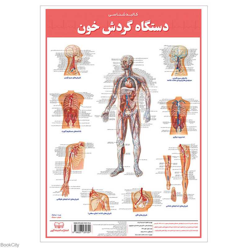 پوستر کالبدشناسی دستگاه گردش خون 50×35 اندیشه کهن
