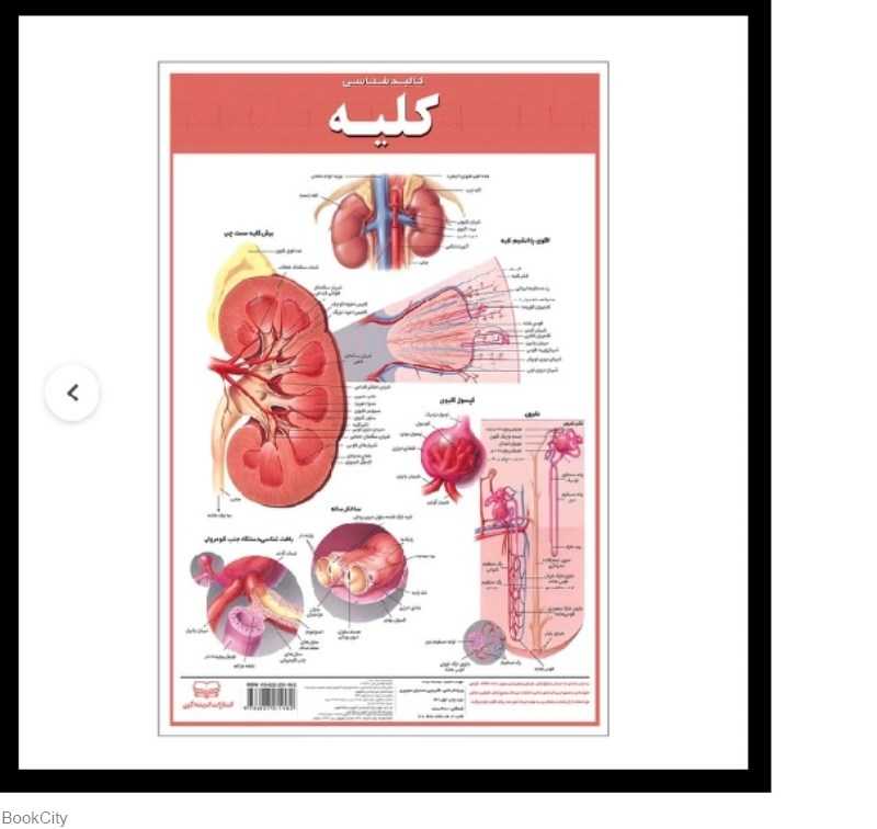 پوستر کالبدشناسی کلیه 35×50 اندیشه کهن