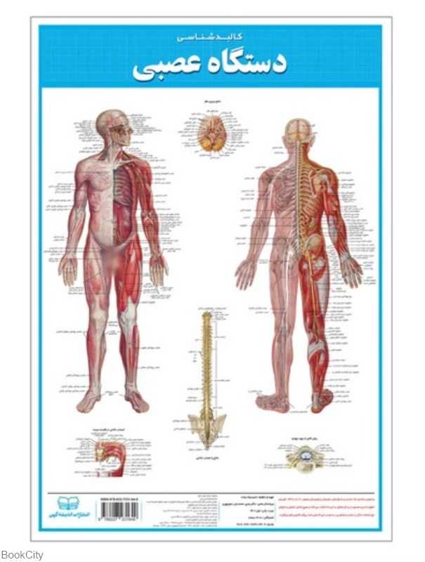 پوستر کالبدشناسی دستگاه عصبی 35×50 اندیشه کهن