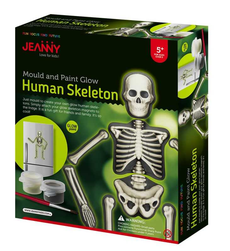 اسکلت انسان Human Skeleton JN033