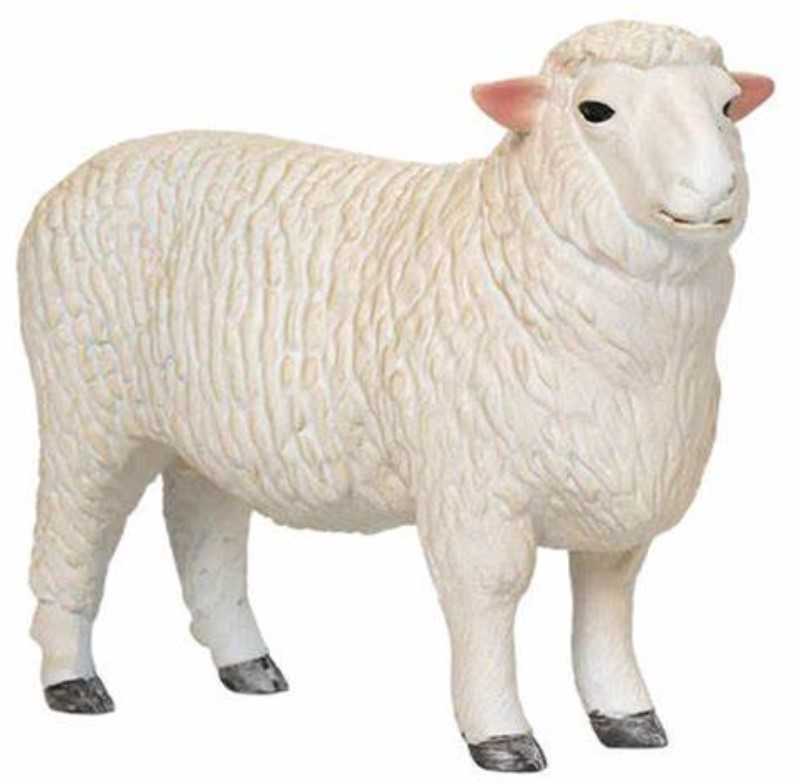 Romney Sheep Ram 381063