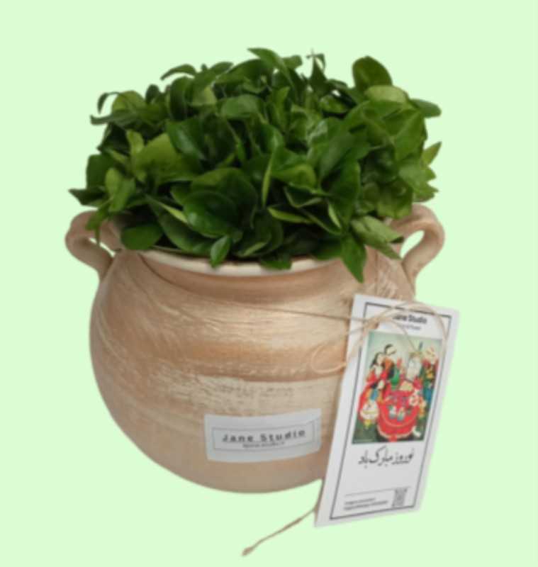 سبزه کوزه‌ای جین