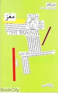 مغز