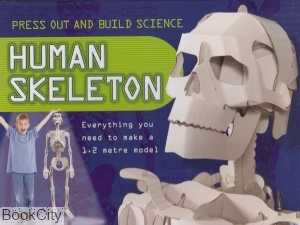 Human Skeleton