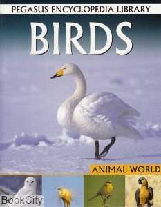 Birds Animal World