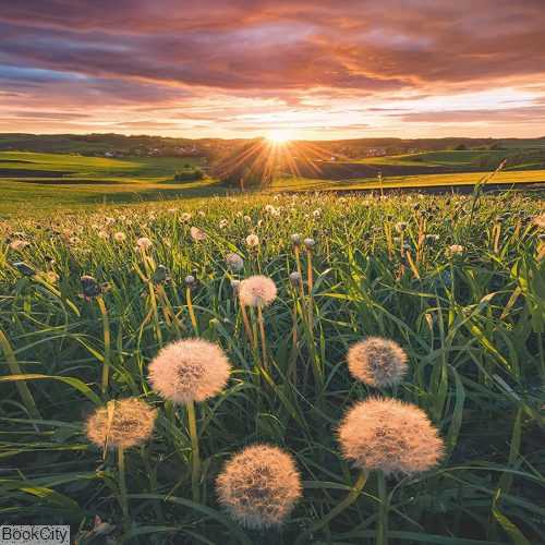 پازل Dandelions at Sunset 500pcs 16990
